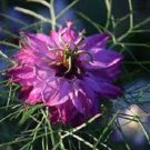 50 Nigella Persian Mulberry Rose Love In The Mist Flower Seeds Reseeding
