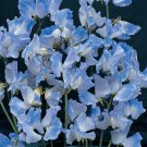 50 Blue Evening Or Night Scented Stock Flower Seeds Annual Matthiola