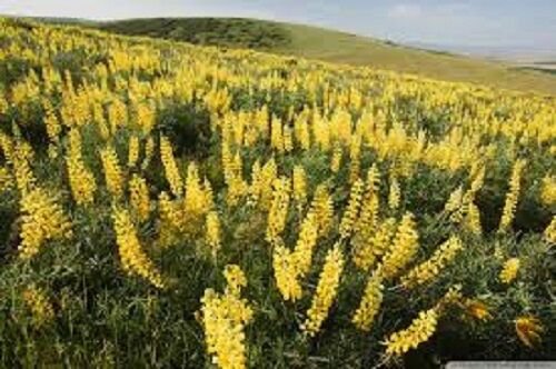 40 Yellow Lupinus Flower Seeds Long Lasting Annual Water Heat Tolerant