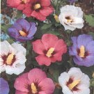 15 Rose Of Sharon Flower Seeds Mix Hibiscus Perennial