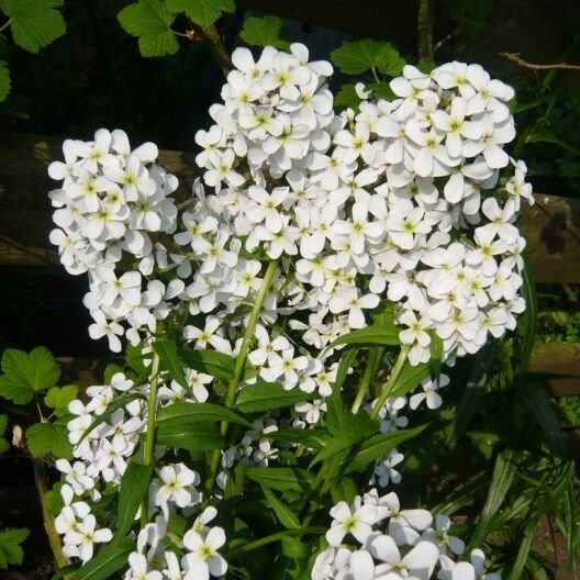 50 White Dames Rocket Flower Seeds Perennial