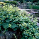 50 Achemilla Ladies Mantle Perennial Flower Seeds Long Lasting