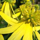 50 Yellow Ironweed Wingstem Actinomeris Flower Seeds Shade Perennial