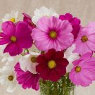 35 Cosmos Versalles Mix Flower Seeds Long Lasting Annualdrought Tolerant