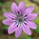 40 Petrorhagia Saxifraga Flower Seeds Perennial Tunic Flower Mix