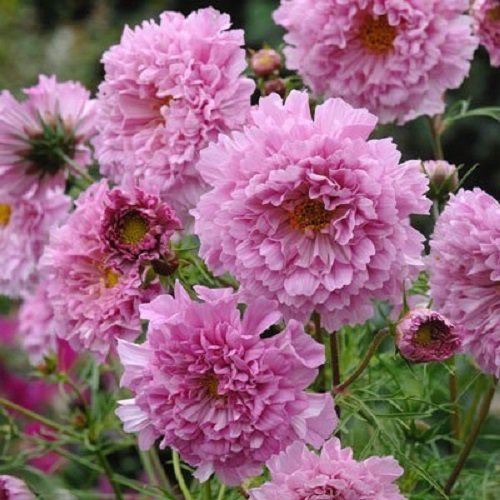40 Cosmos Double Click Pink Flower Seeds Long Lasting Annual