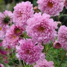 40 Cosmos Double Click Pink Flower Seeds Long Lasting Annual
