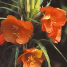 50 Sunset Boulevard Evening Primrose Flower Seeds Perennial Oenothera