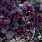 50 Sedum Spurium Voodoo Perennial Flower Seeds Rabbit Resistant