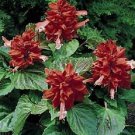 40 Salvia Sizzler Salmonflower Seeds Deer Resistant Perennial