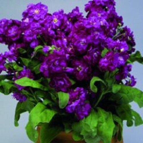 50 Purple Evening Or Night Scented Stock Flower Seeds Annual Matthiola