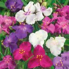 20 Tradescantia Spiderwort Flower Seeds Mix Perennial