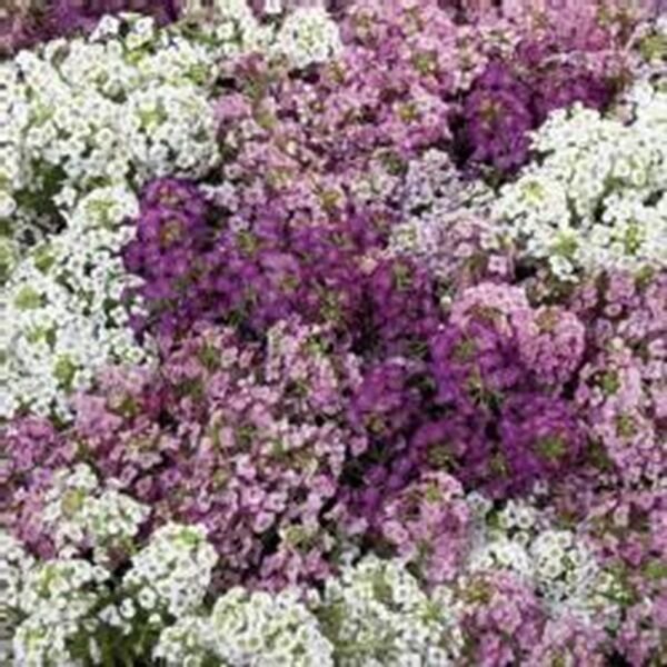 50 Iberis Lilac Pink White Mix Evergreen Candytuft Flower Seeds Deer Resist