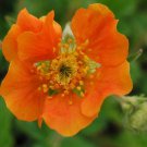 50 Extra Large Tangerine Orange Geum Flower Seeds Perennial