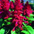 40 Sizzler Burgundy Salvia Flower Seeds Perennial Drought Tolerant Sage