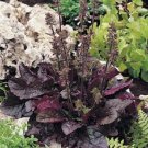 40 Salvia Purple Volcano Flower Seeds Perennial Drought Tolerant Sage