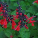 40 Hummingbird Forest Fire Salvia Flower Seeds Perennial Drought Tolerant Sage