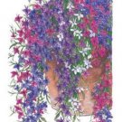 50 Lobelia Regatta Trailing Mix Perennial Flower Seeds