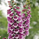 50 Digitalis Thapsi Rspberry With Maroon Spots Flower Seeds Perennial