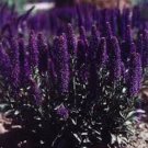 50 Veronica Porphyriana Purple Perennial Flower Seeds