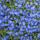 50 Veronica Creeping Blue Speedwell Perennial Flower Seeds Great Cut Flower