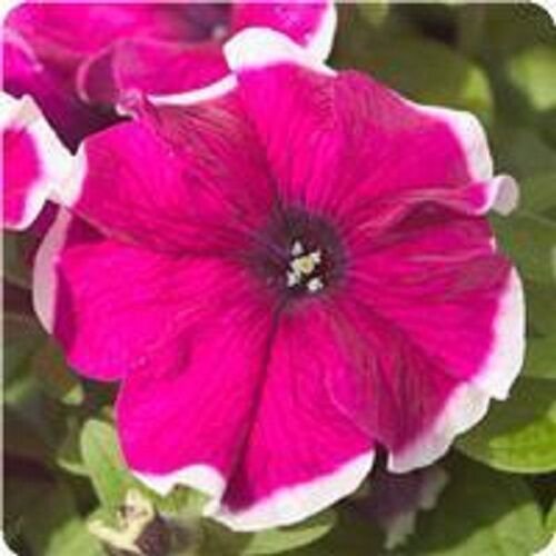 40 Petunia Hulahoop Rose Flower Seeds Long Lasting Annual
