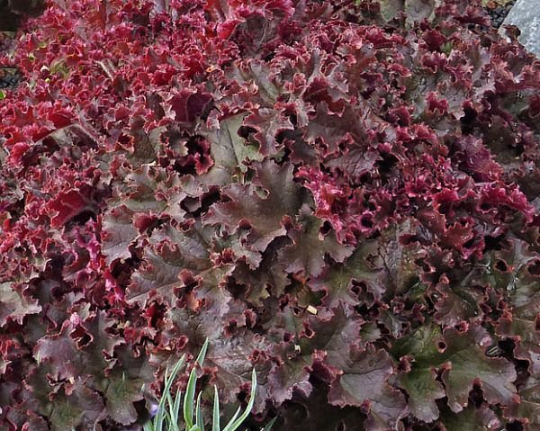 30 Melting Fire Heuchera Ground Cover Seeds Deer Resistant Perennial