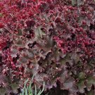 30 Melting Fire Heuchera Ground Cover Seeds Deer Resistant Perennial