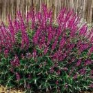 40 Burgandy Salvia Flower Seeds Perennial Drought Tolerant Sage