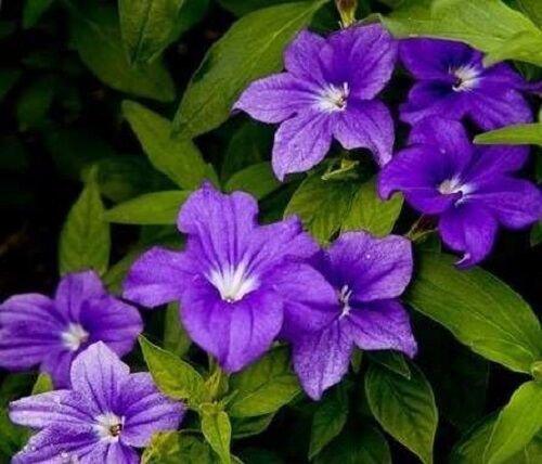 50 Purple Browallia Long Lasting Annual Flower Seeds