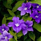 50 Purple Browallia Long Lasting Annual Flower Seeds