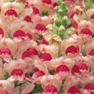 30 Antirrhinum Opus Appleblossom Snapdragon Flower Seeds Fragrant