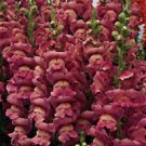 30 Antirrhinum Opus Lavender Snapdragon Flower Seeds Fragrant