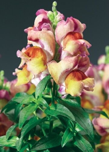 30 Antirrhinum Montego Sunset Bicolor Dwarf Snapdragon Flower Seeds Fragrant