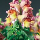30 Antirrhinum Montego Sunset Bicolor Dwarf Snapdragon Flower Seeds Fragrant