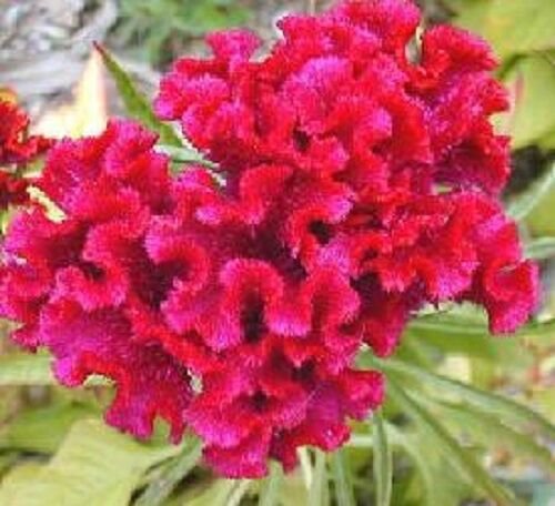 30 Toreador Cockscomb Celosia Flower Seeds