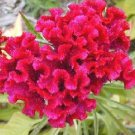 30 Toreador Cockscomb Celosia Flower Seeds