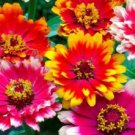 50 Carrousel Mix Zinnia Flower Seeds Long Lasting Annual Deer Resistant