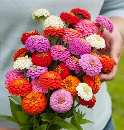 50 Zinnia Oklahoma Mix Flower Seed Mix Long Lasting Annual Deer Resistant