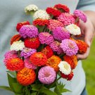 50 Zinnia Oklahoma Mix Flower Seed Mix Long Lasting Annual Deer Resistant