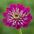 New 35 Giant Wine Zinnia Flower Seeds Long Lastiing Cut Flowers Deer Resist