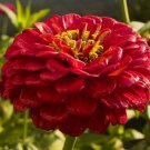 New 35 Giant Red Zinnia Flower Seeds Long Lasting Cut Flowers Deer Resist