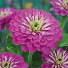 New 35 Lavender Zinnia Elegans Flower Seeds Deer Resistant Long Lasting Annual