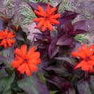 30 Vesuvius Lychnis Scarlet Flower Seeds Bronze Leaf Perennial Deer Resistant