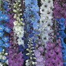 35 Connecticut Yankee Delphinium Flower Seeds Mix Long Lasting Annual