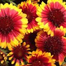 30 Arizona Sun Bi Color Gaillardia Flower Seeds Rarely Offered Perennial