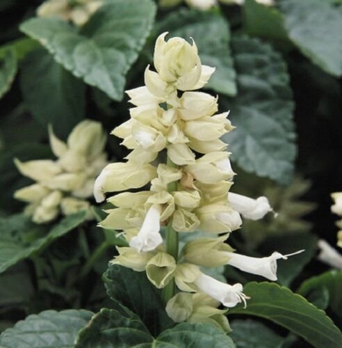 40 White Salvia Sage Flower Seeds Drought Tolerant Deer Resistant Perennial