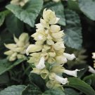 40 White Salvia Sage Flower Seeds Drought Tolerant Deer Resistant Perennial