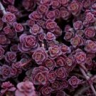 50 Purple Carpet Sedum Flower Seeds Dark Red Drought Tolerant Perennial