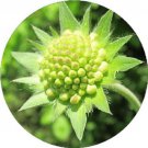35 Green Pincushion Scabiosa Flower Seeds Perennial